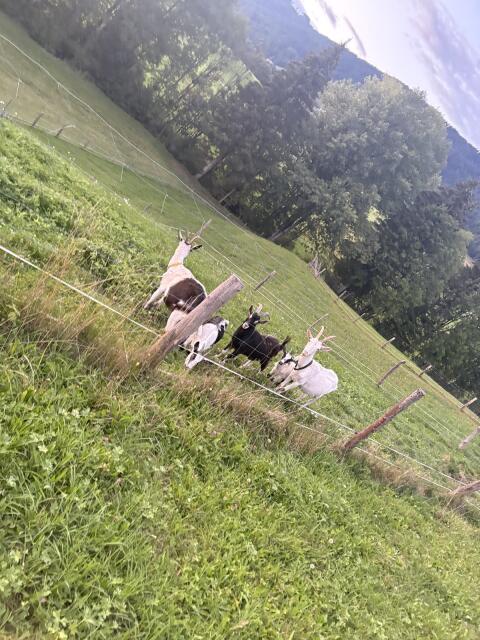 Ziegen