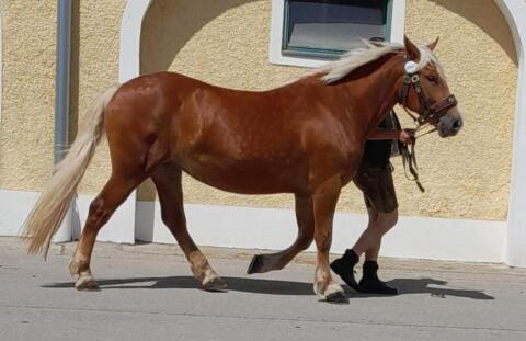 Elsa, Noriker Stute