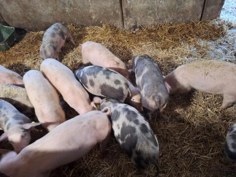 Bio-Ferkel zu verkaufen