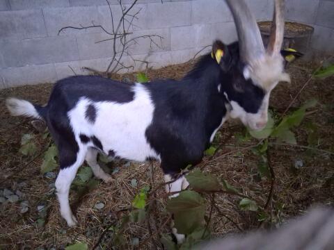 Junger Ziegenbock