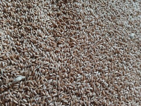 Triticale