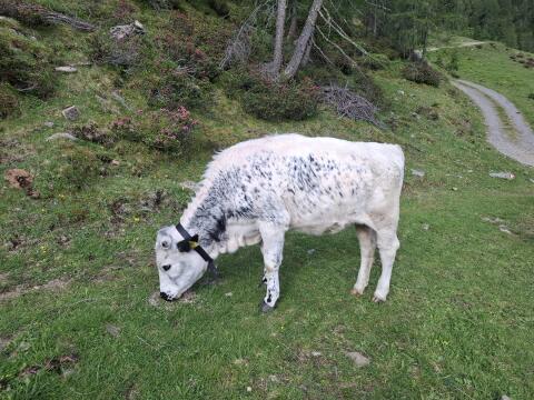 Pustertaler Sprinzen Kalbin
