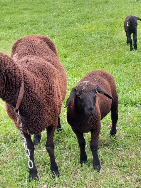 Tiere, Schafe