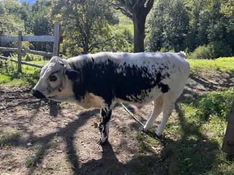 Pustertaler Sprinzen Stierkalb
