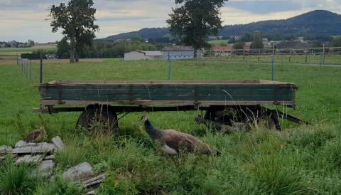 Verschenke alten Drehkranzanhänger mit Holzspeichen