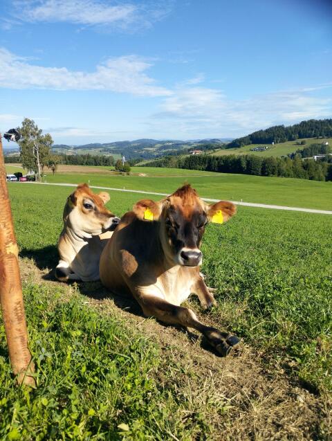Verkaufe zwei trächtige Jersey-Kalbinnen