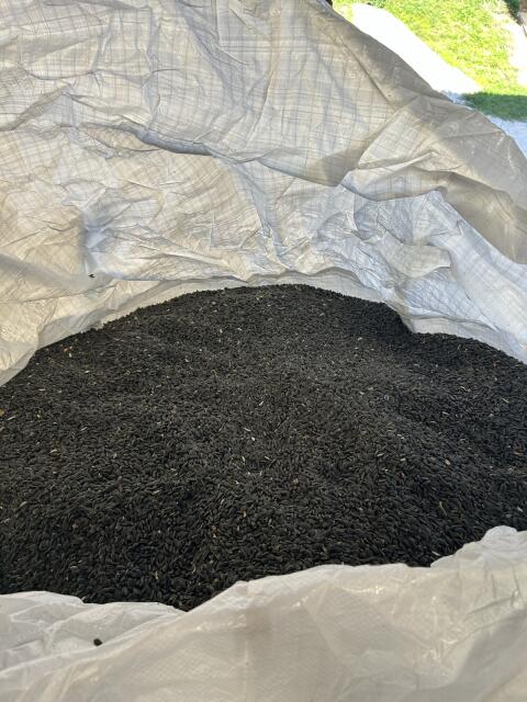 Bio-Sonnenblumen