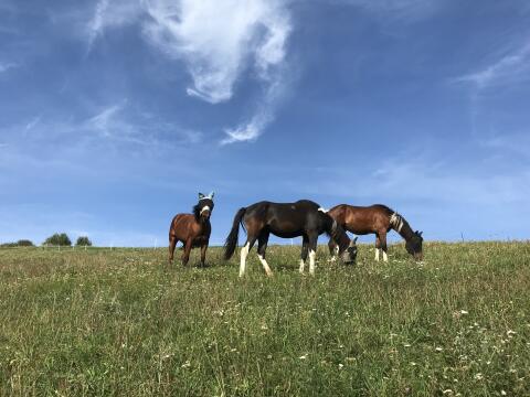 Gesucht: Offenstall, Wiese zur Pacht, 3021 Pressbaum