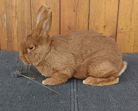 Neuseeländer Häsin