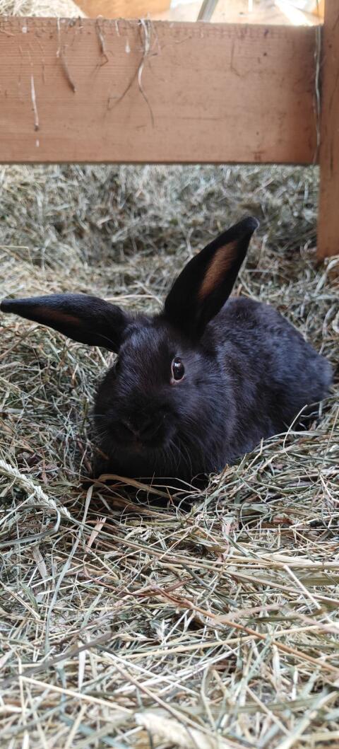 Zwergkaninchen