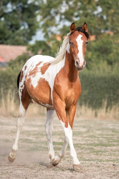 Appaloosa-Stute