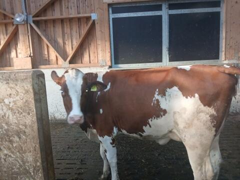 Schöne Red Holstein