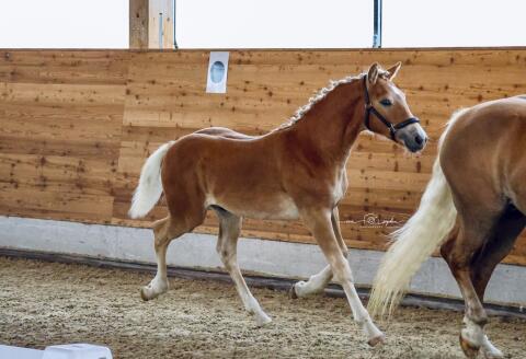 Haflinger Hengstfohlen mit Qualität und Perspektive!