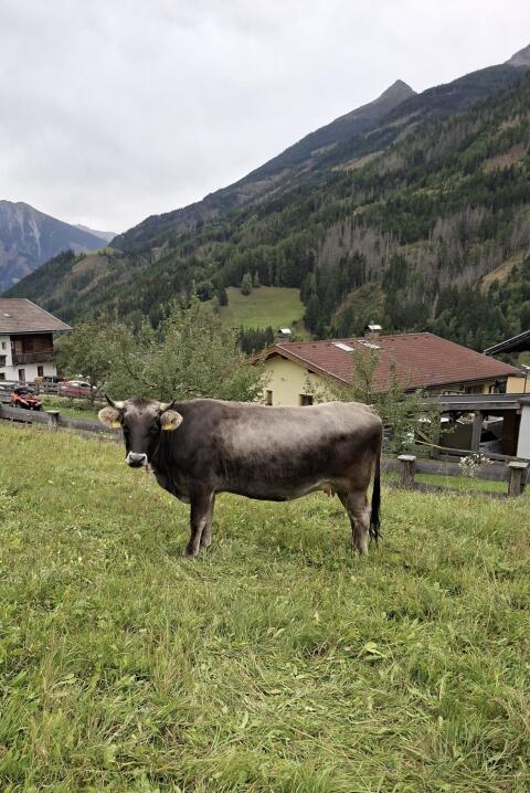 Grauviehkuh