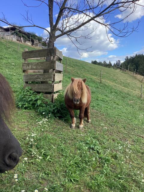Mini-Shetland-Pony