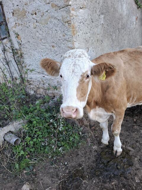 Fleckvieh Mutterkühe