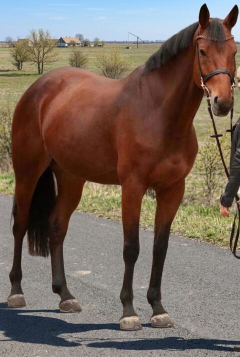 Warmblut, Wallach
