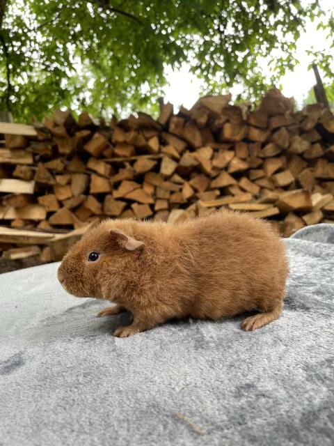 Meerschweinchen