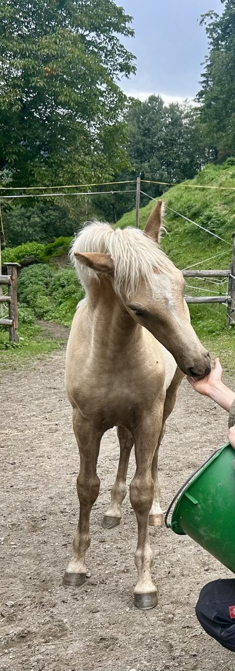 SAKARI, Haflinger-Hengstfohlen (Sommerhit)