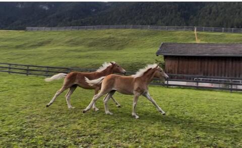 Haflinger Hengstfohlen