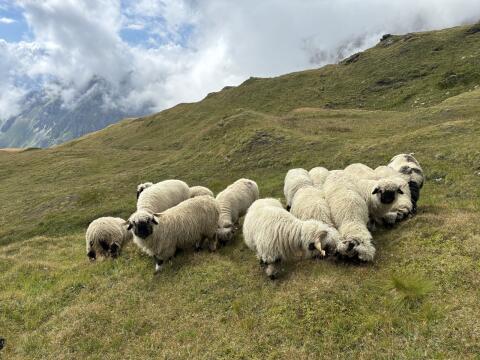 Walliser Schwarznasen
