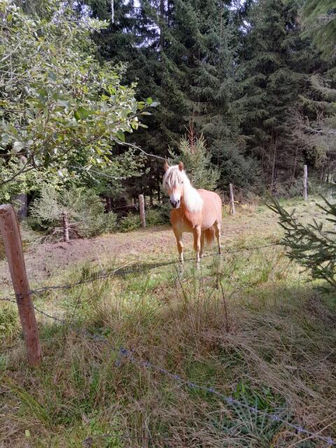 Whisky, Haflinger Hengst