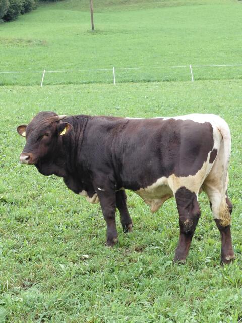 Pinzgauer Stier