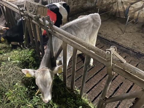 Bio BV Kalb