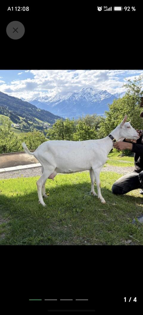 Saanenziege