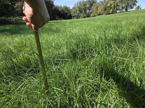 Biete Feldfutter, Wiese, Silage