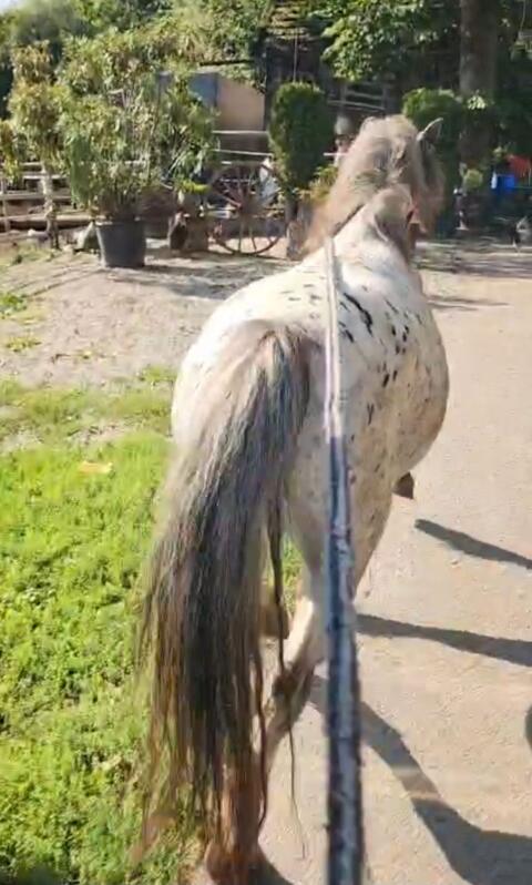 Super liebe Pony-Stute