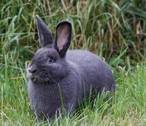 Blaue Wiener Kaninchen