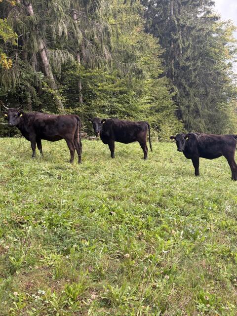 Wagyu