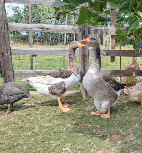 Gänsepaar