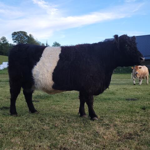 Belted Galloway Kuh und Stierkalb