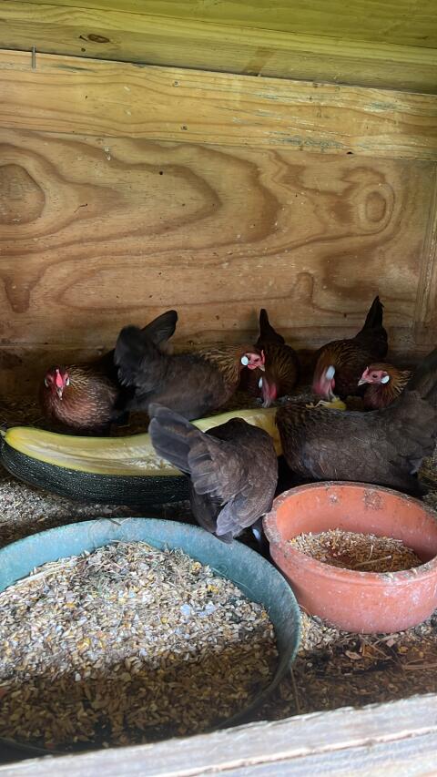 Bantam