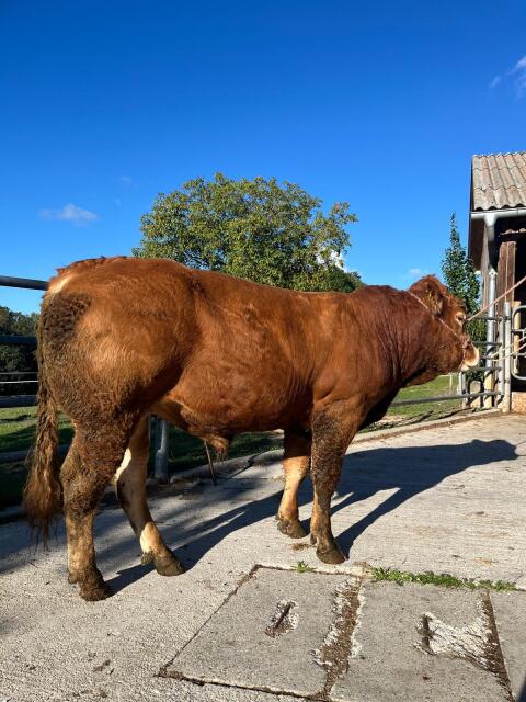 Limousin-Zuchtstier