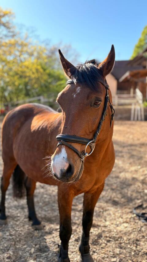 Ungarisches Reitpony mit Charakter