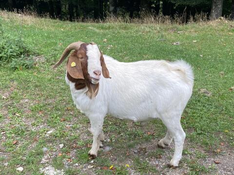 Burenziegenbock