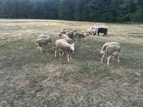 Lacaune-Schafe