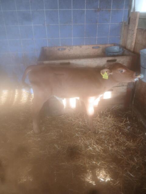 Bio-Stierkalb