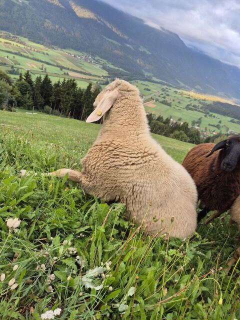 Bergschaf-Widder