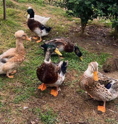 Enten