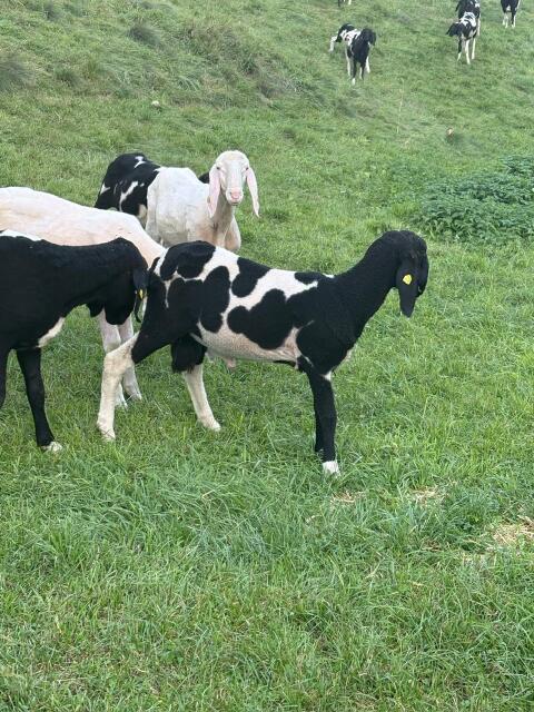 Tscheggenschaf Widder