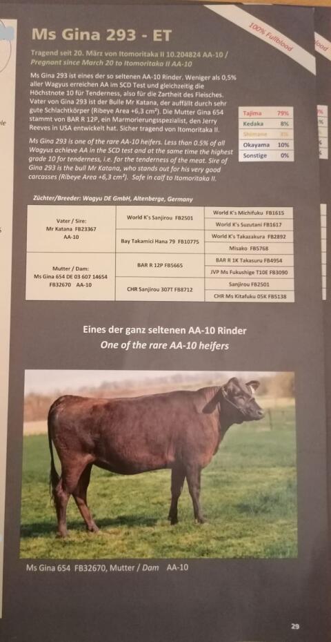 Wagyu-Kuh WDE MS Gina