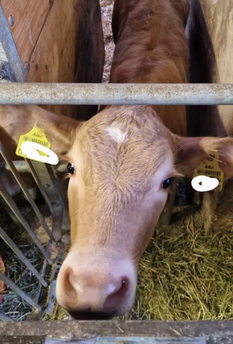 Bio-Kalb FL x CH, weiblich