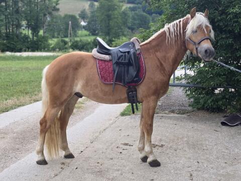 Novato-LF, Haflinger Wallach