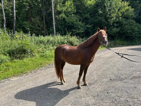 Pony-Wallach zu verkaufen