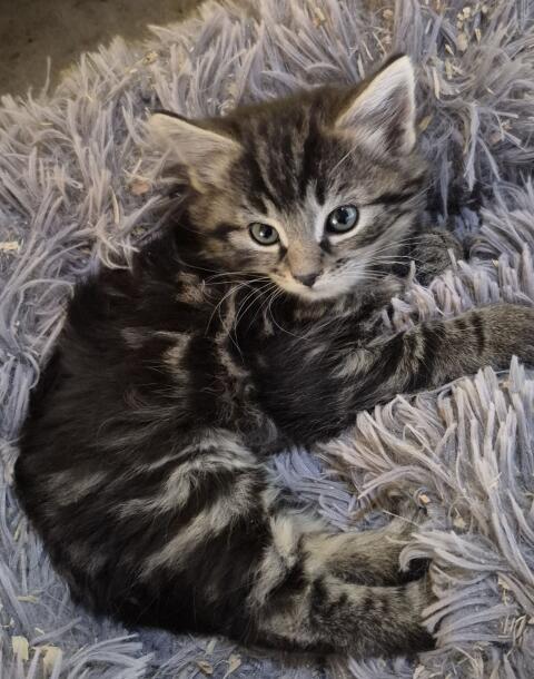 Katzenbaby, Langhaarkätzchen, Langhaar-Mischlingskatze