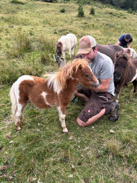 Minishetlandpony-Stutfohlen sucht Traumplatz
